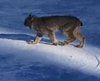 Un lynx se pasea por una pista de esquí en Colorado