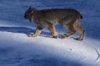 Un lynx se pasea por una pista de esquí en Colorado