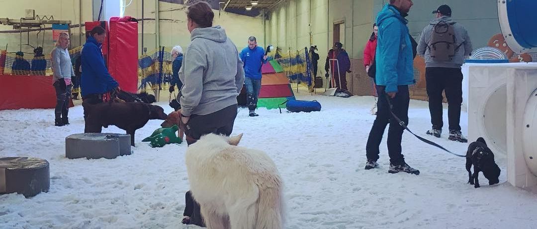Una pista de esquí cubierta abre gratis para los perros en verano