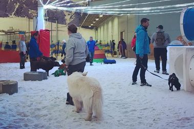Una pista de esquí cubierta abre gratis para los perros en verano