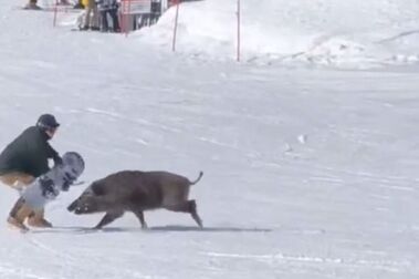 Un jabalí ataca a dos snowboarders en la estación de esquí de Myoko Kogen