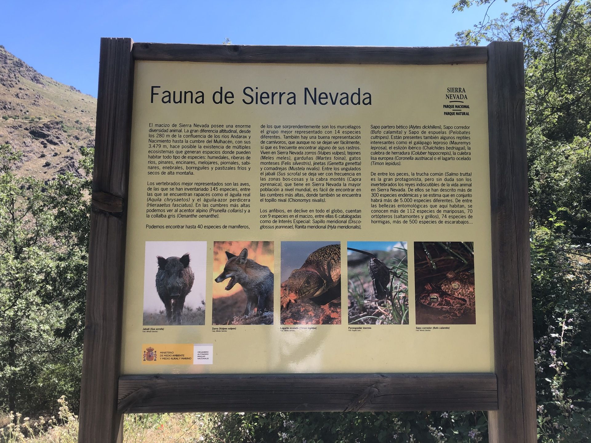 Fauna de Sierra Nevada