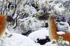 25 centímetros de nieve hacen olvidar las cenizas en La Hoya