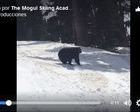 Un oso se pasea junto a los esquiadores en Whistler