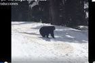 Un oso se pasea junto a los esquiadores en Whistler