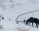 Movilización social para rescatar un caballo abandonado en Sierra nevada