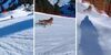 Esquiador denunciado en Italia por perseguir un lobo que acabó estrellado