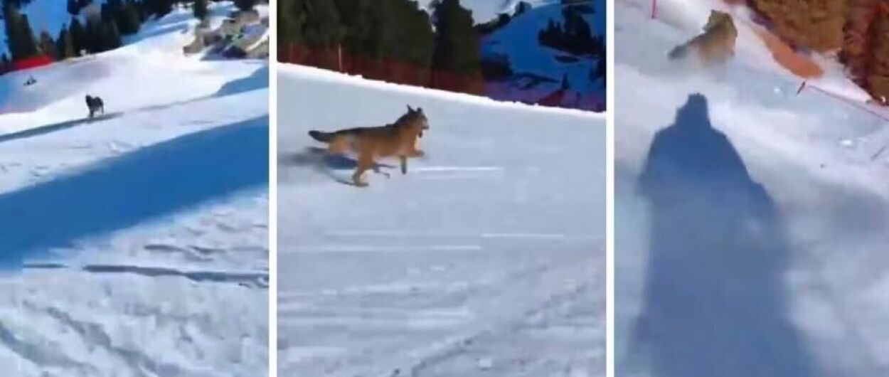 Esquiador denunciado en Italia por perseguir un lobo que acabó estrellado