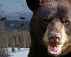 Un oso provoca el cierre de un remonte hasta final de temporada