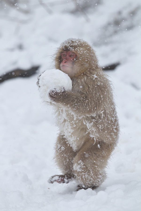 Los monos de la nieve japoneses - Gatos del Pirineo 