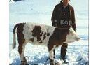 El día que un suizo enseñó a esquiar a sus vacas