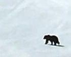 Cierran Lake Louise por la entrada de un oso