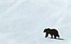 Cierran Lake Louise por la entrada de un oso