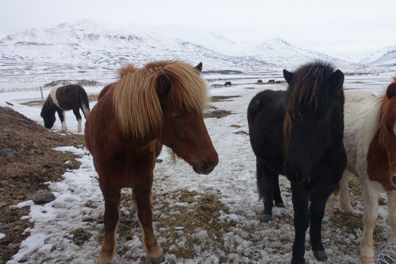 En Islandia existe una raza propia de caballo resistente al frío. Algunos incluso se han asilvestrado y viven libres todo el año. Para proteger la raza, si un caballo sale de la isla, no puede regresar nunca.