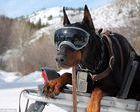 Máscaras de esquí para perros