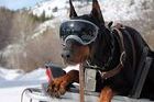 Máscaras de esquí para perros