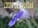LICOR DE SALVIAS