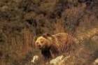 El proyecto de San Glorio incluye un plan para salvaguardar al oso