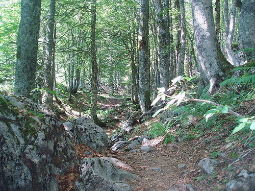 Bosque de las hayas de Candanchú, bosque encantado.. Jaca -