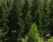 Miles de pinos de Sierra Nevada serán cortados