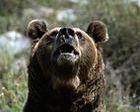 500.000 euros para recuperar el oso en Leitariegos