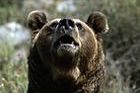 500.000 euros para recuperar el oso en Leitariegos