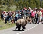 San Glorio estudia reducir 7 kilómetros para proteger al oso
