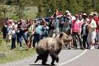 San Glorio estudia reducir 7 kilómetros para proteger al oso